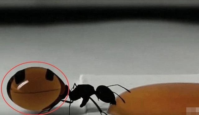 ���Ӹ��������Ϻȷ��ۣ����������棬���˸о�����˼��