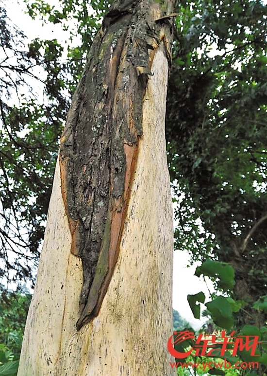 广东韶关四棵“植物大熊猫”红豆杉遭剥皮 濒临死亡