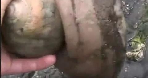 ũ��С��ӱߵ���񵽹��조ʯͷ�����߽���ϸһ�����Ǹ�δ֪����