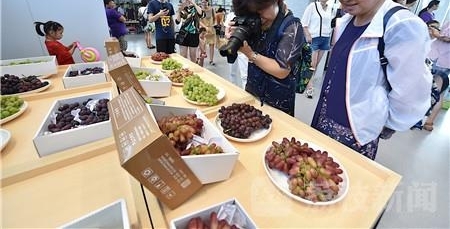 句容丁庄第八届葡萄节盛大开幕 游客大饱口福齐点赞