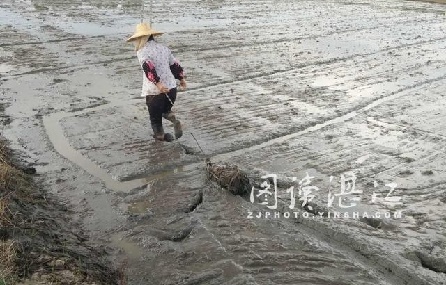 雷州晚造水稻生产热火朝天