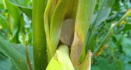 ���׵����֡���Ԫ�󳮡���ũ����ȴ̹�Բ�֪��ϲ���Ǹ���