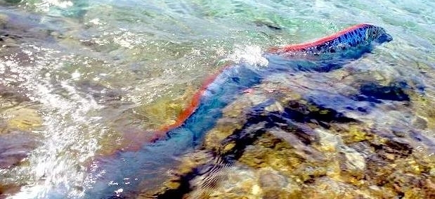 国外海域中出现疑似龙不明生物,全体船员紧急出动全力捕捞!