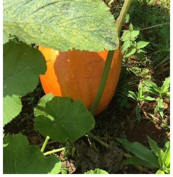 ������ũ��������Ǻã�������ˬ�������£���ʳҲ������