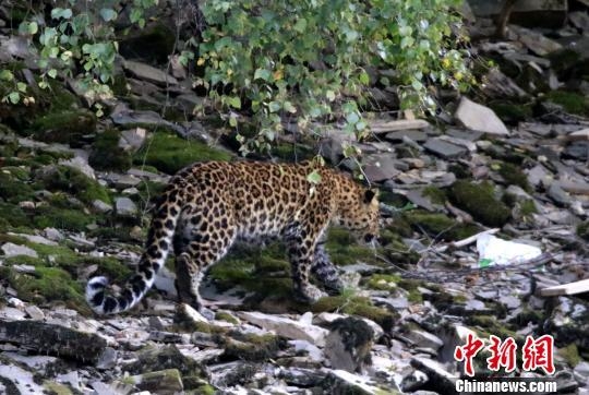 �Ĵ�¯����Ұ���󻨱� ����Լ5Сʱ�󷵻�ɭ��