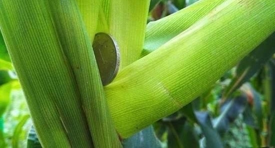 ���׵����֡���Ԫ�󳮡���ũ����ȴ̹�Բ�֪��ϲ���Ǹ���