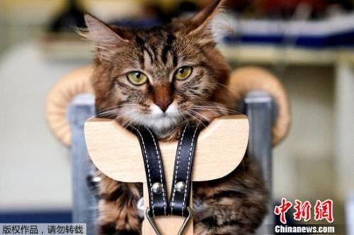 ������Ĵ��ܻ�ӭ ��Ը�����ë���ӡ�һ����?