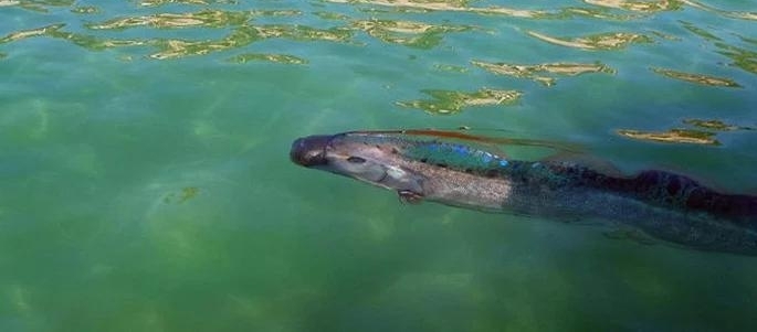 国外海域中出现疑似龙不明生物,全体船员紧急出动全力捕捞!