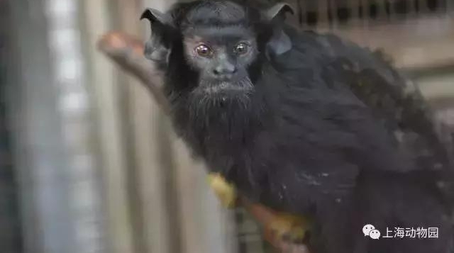 �Ϻ�����԰�������ȡ��³�Ա�������������״�չ��