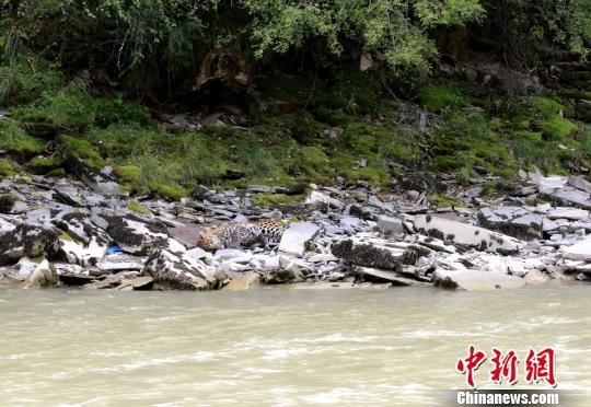 �Ĵ�¯����Ұ���󻨱� ����Լ5Сʱ�󷵻�ɭ��