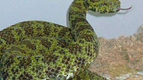 �۾�������ë�� ����ʮ��½���������а�