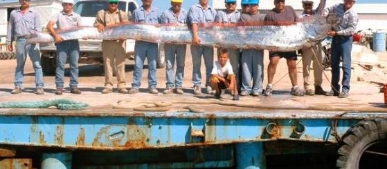 国外海域中出现疑似龙不明生物,全体船员紧急出动全力捕捞!