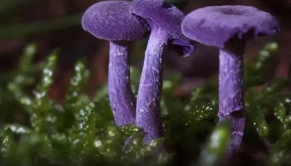 8����Ģ����Ӱͼ������֪��Ģ��ԭ��Ҳ�����������!