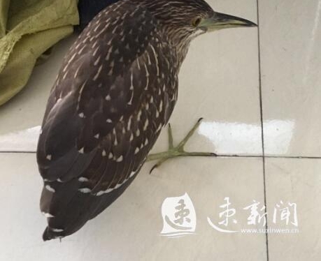 为了能重新飞起,宿迁这只受伤的大鸟被“辗转”三地