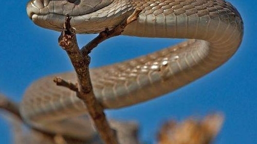 �۾�������ë�� ����ʮ��½���������а�