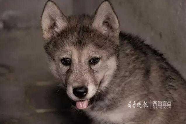 �����۷壡��ʿ��켣��Ⱥ Ȣĸ�ǻ����˵�