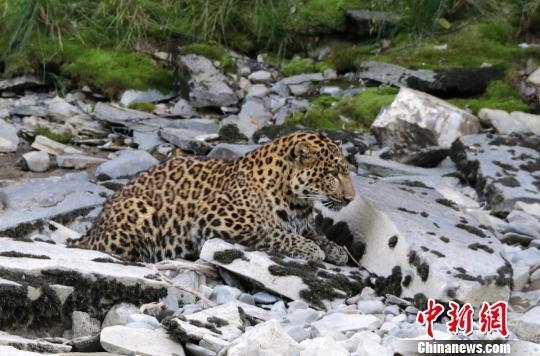 �Ĵ�¯����Ұ���󻨱� ����Լ5Сʱ�󷵻�ɭ��