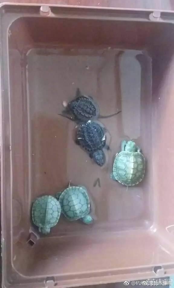 ���淨 ��ɽһ�������ڹ�