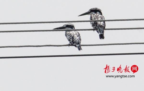 �Ͼ��𴨺Ӿ�����ϡ������㹷 ٲȻһ��ˮī��