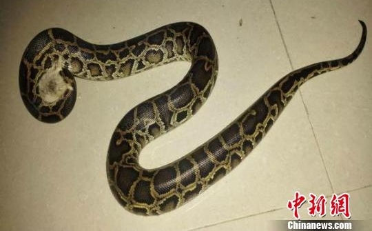 �����ٲ�һ��������Ȧ���۹��ұ������ﱻ���