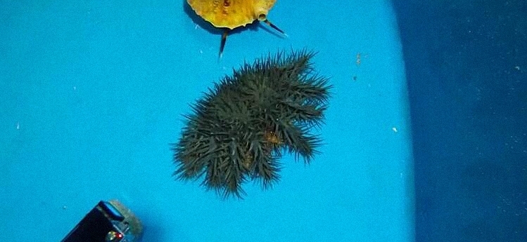 这里长棘海星泛滥,科学家培育巨大海蜗牛去吃掉它们