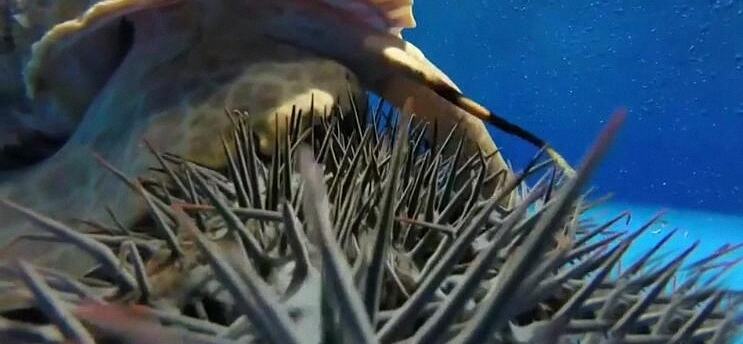 这里长棘海星泛滥,科学家培育巨大海蜗牛去吃掉它们