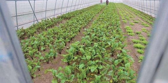 �Լٳ��棡����֪���л��߲�Ʒ�Ʋ��ٱ���50��