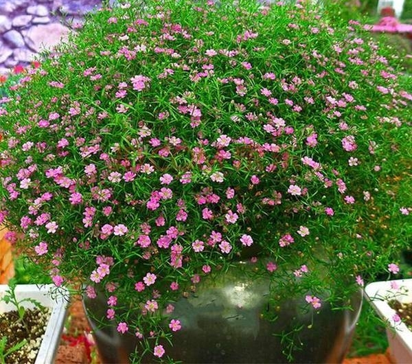 一种花美清新的花卉,四季开花,好种易爆盆,十分适合新手盆栽