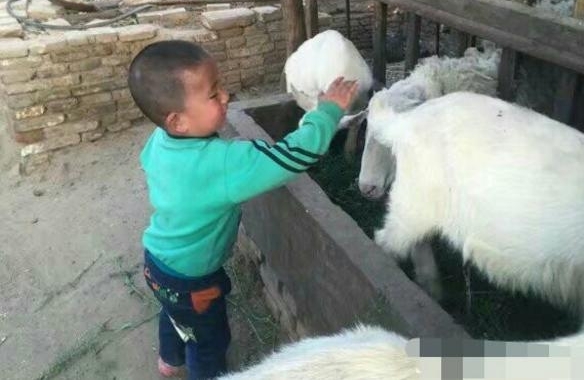 �����Ϊֲ���ˡ�үү���̶�������13��С�����游�����