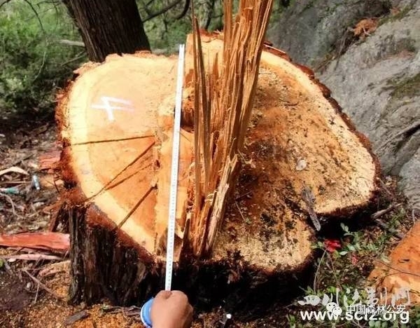 热点关注 | 痛心!多株百年老树惨遭毒手!