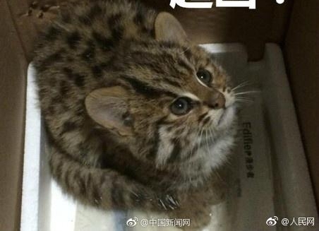 �Ĵ�һ��С���ӡ���ҹ���� �񾯾ȳ�������ֻ��è��