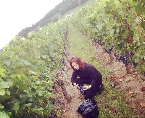 赵薇晒自家葡萄园 赵薇身价高达57亿