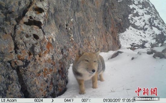 ���ϸ�ɽϿ�ȵ�����������Ա�����ָ�������Ŀ����
