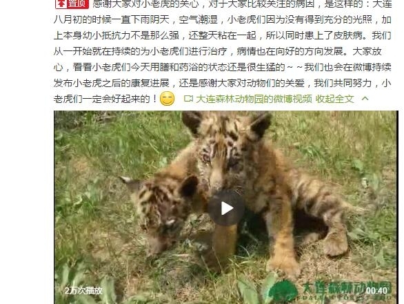 �ϻ��˺������硰��è��������԰��Ӧ��������ȾƤ��