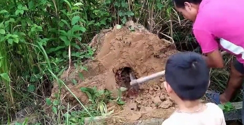 农村大哥发现奇怪小土堆,挖开一看,竟是高价难寻的野味