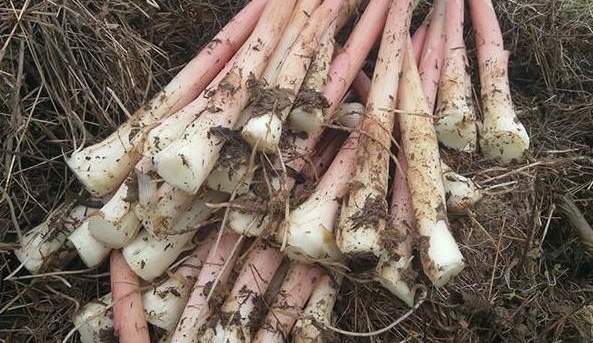 农村草垛里遍地都是的美味,几十块钱一斤,却没人知道它的名字!