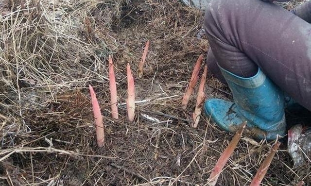 农村草垛里遍地都是的美味,几十块钱一斤,却没人知道它的名字!