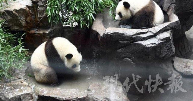 ǰ�����ȣ�����è�����û��������Ͼ���