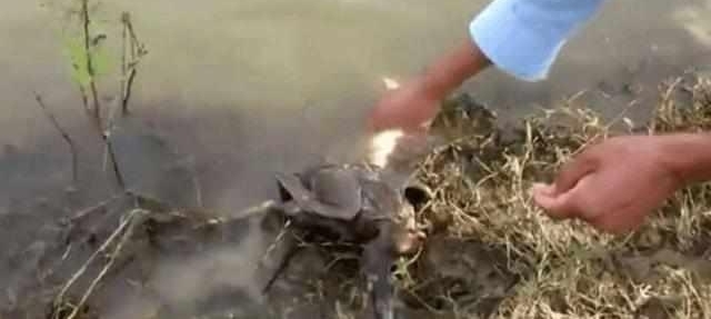 ũ�������ڳ����߾���һֻѼ�ӣ�������һ��ȴ�������ֻ���