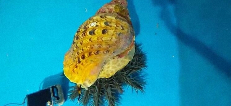 这里长棘海星泛滥,科学家培育巨大海蜗牛去吃掉它们
