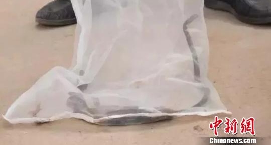 ����һ��������ץ��4���۾����� �����ڼ��й�ҹ