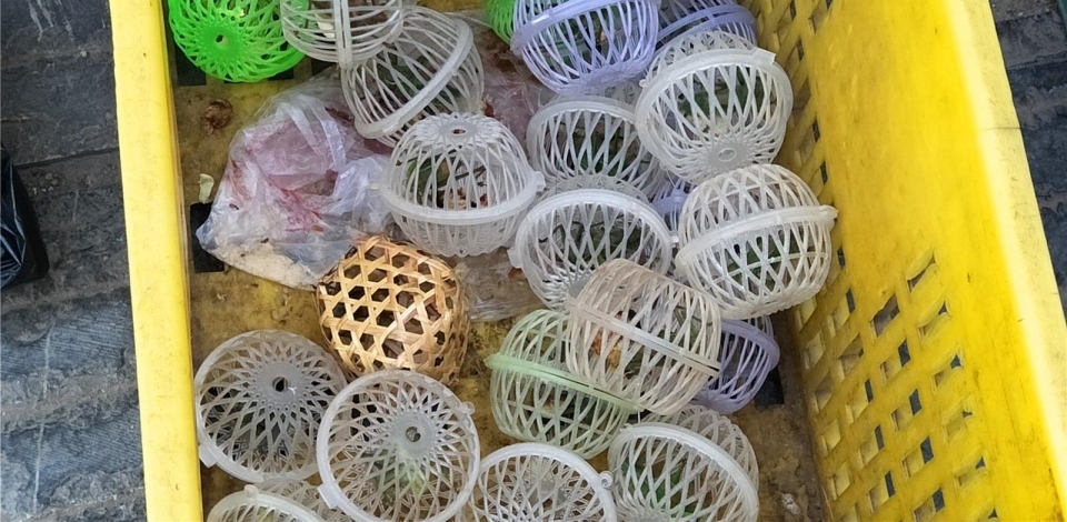 哑巴大爷摆摊卖蝈蝈:10块钱一只,一天能赚2000多