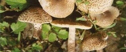 早安山东丨山东发布大雾黄色预警,这些地区能见度不足200米