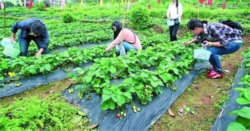 农村朋友,如果你敢尝试这赚钱方式,相信定能赚,赚了要请我吃饭
