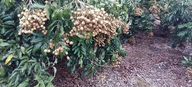 农民大哥种植它,10元3斤,年入上十万,北方人却只能看着