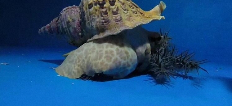 这里长棘海星泛滥,科学家培育巨大海蜗牛去吃掉它们