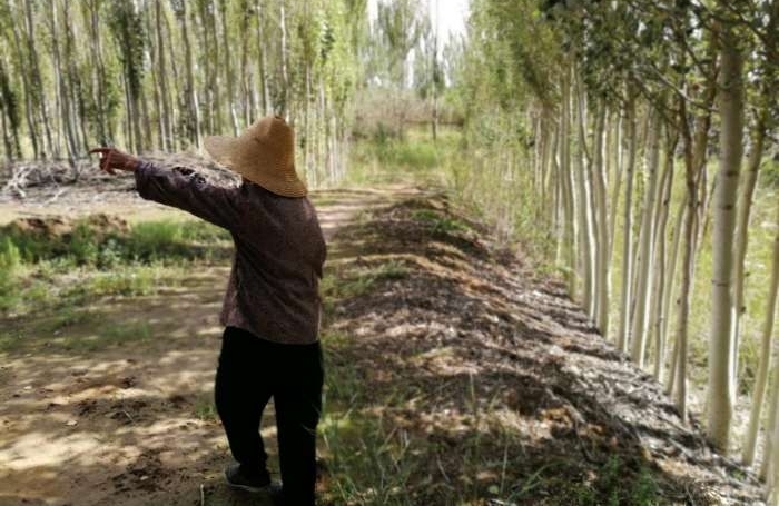 老夫妇沙漠开荒80亩 却是这样的结局
