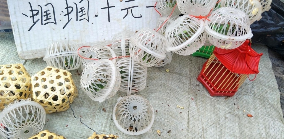 哑巴大爷摆摊卖蝈蝈:10块钱一只,一天能赚2000多