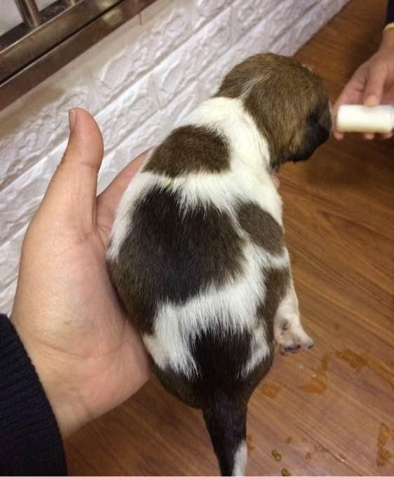���ӷ���һֻ���˹�����·�ߣ�׼�����ʱ����ǰһĻ�����ж���