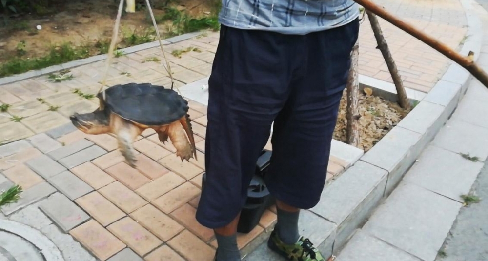 ���ӽ�ͷ����������ꡱ �߼���ҫ��ʶƭ��